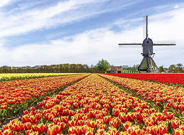 世界上有名的玫瑰種植園 Afri Flora使用直川... 